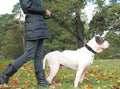Hands-Free Dog Leash with Waist Belt