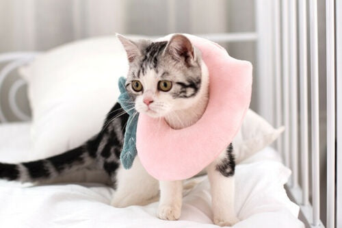 Adjustable Soft Cat Recovery Collar
